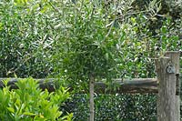 Viscum album - Mistletoe growing in olive tree near wooden fence.