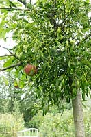 Viscum album - Mistletoe growing in apple tree.