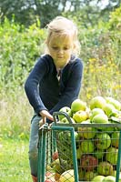 Girl in an iron wagon filled with harvested apples.