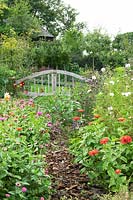 Wood chip path between flowerbeds of Dahlias and Zinnias leading to wooden gate. 
