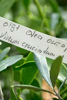 Vistum cruciatum - Mistletoe growing in Olea tree - Olive tree