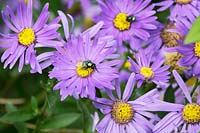 Asters - fly on flowers
