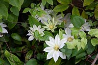Clematis 'Wada's primrose', May
