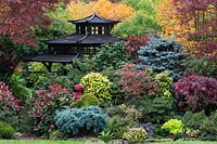 Japanese style tea house with autumnal colours of mixed acers, conifers, photinias and azaleas in October