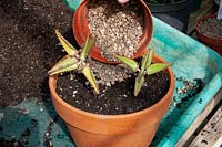 Potting up Kalanchoe diagremontiana - Mexican Hat plants - Top dress with grit