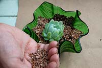 Planting an Echeveria into a decorative small glass bowl - Step 6. Top with grit