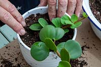 Planting a Peperomia tetraphylla into a white cachepot. 