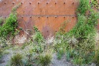 Clematis climbing and covering a corten steel wall. Several grasses in the border.
