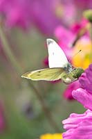 Pieris rapae - Cabbage White Butterfly on Anemone