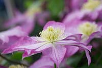 Clematis 'Asao' - Early large flowered clematis - May