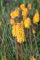 Kniphofia 'Bees Sunset' - Red Hot Poker 'Bees Sunset'.