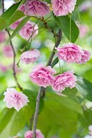 Prunus 'Shirofugen' - Japanese Flowering Cherry 