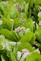 Lactuca sativa - Romaine Lettuce delle 7 Lune - June