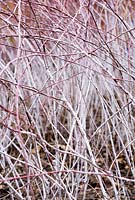 Rubus cockburnianus - White-stemmed Bramble - bare stems 