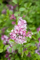 Syringa 'Red Pixie' - Lilac 'Red Pixie' - April