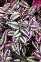 Tradescantia zebrina - Silver inch plant.