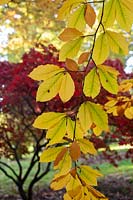 Fagus orientalis - Oriental beech leaves in autumn.