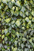 Hedera colchica 'Sulphur Heart' - Ivy 'Sulphur Heart' against a brick wall and wire mesh at RHS Wisley gardens.