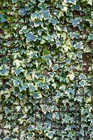 Hedera helix 'Saint Agnes' - Ivy 'Saint Agnes' against a brick wll and wire mesh at RHS Wisley gardens.