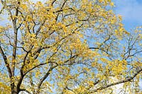 Juglans nigra - Eastern black walnut tree foliage in autumn.