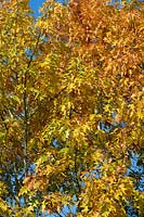 Quercus rubra - Red Oak Tree 