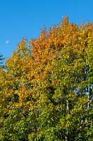 Quercus rubra - Red Oak Tree - against a blue sky