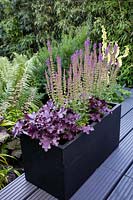 Wooden deck patio in small shade tolerant garden in London with a green theme. In black planter on terrace: Purple Heuchera Forever Purple and Salvia East Friesland.