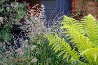 Small shade tolerant garden in London with a green theme. Calamagrostis x acutiflora Karl Foerster with Dicksonia antarctica.