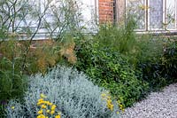 Front garden in West London - Santolina chamaecyparissus, Fennel.