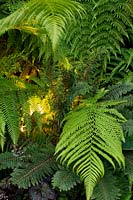 Small shade tolerant garden in London with a green theme at night with lighting. Planting includes Dryopteris affinis.