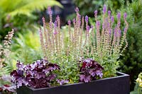 Small shade tolerant garden in London with a green theme. Purple Heuchera Forever Purple and Salvia East Friesland in grey planter.