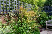 Contemporary garden in West London with wooden seat and grey painted trellis - planting includes Hydrangea Vanille Fraise, Trachelospermum jasminoides, Acer Katsura, Cornus Elegantissima.