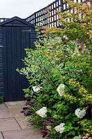 Contemporary garden in West London - view towards grey painted shed - borders include Acer Katsura, Hydrangea Vanille Fraise, Cornus Kesselnngii, Cornus Elegantissima.