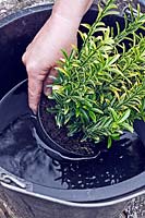 Soaking pot-grown plant Euonymus japonicus 'Microphyllus Aureovariegatus' in a bucket of water prior to planting
