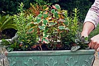 Planting a container trough with evergreens, plants include: Euonymus japonicus 'Microphyllus Aureovariegatus', Ajuga reptans 'Braunherz' and Houttuynia cordata 'Chameleon'
