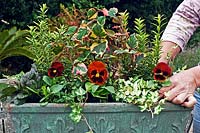 Planting a container trough using evergreens with Viola - Pansy - and trailing Hedera - Ivy at the front. Plants include: Euonymus japonicus 'Microphyllus Aureovariegatus', Ajuga reptans 'Braunherz' and Houttuynia cordata 'Chameleon'
