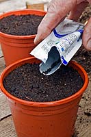 Sowing Dianthus barbatus - Sweet William - into small pots from a seed packet