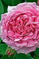 Rosa 'Comte de Chambord' - Old-fashioned Rose