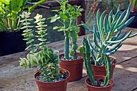 Collection of young succulents in small pots on wooden table top. Plants include: Senecio articulatus - Candle Plant, Senecio serpens, Crassula perforata and Stapelia