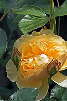 Rosa 'Graham Thomas' - English Rose - buds and flower
