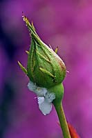 Philaenus spumarius - Froghopper - creating Cuckoo Spit on a Rosa - Rose - bud