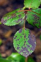 Diplocarpon rosae - Rose Black Spot - on leaves