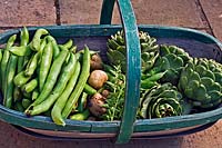 Trug full of vegetable produce including: Globe Artichoke, Potato and Broad Beans