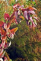 Beschcorneria yuccoides