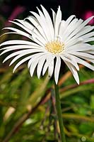 Gerbera flower
