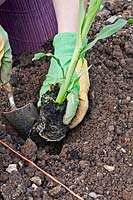Planting Sweetcorn plant previously started off in pot