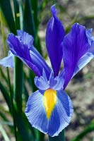 Iris Ã— hollandica - Dutch Iris
