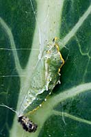 Pieris rapae - Cabbage White Butterfly -  pupa on a Cabbage leaf