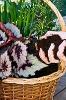 Adding compost to an indoor basket planted with Begonia, Narcissus and Jasminum