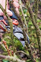 Pruning a Ribes nigra - Blackcurrant - bush with secateurs